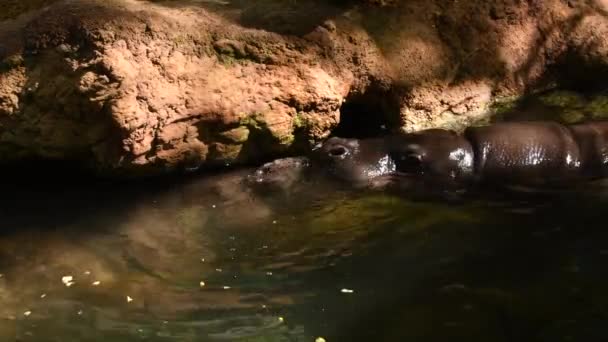 Flusspferde Spielen Fluss Eines Zoos Choeropsis Liberiensis — Stockvideo