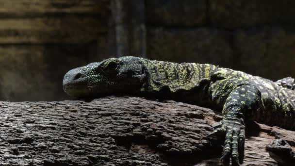 Varanus Salvadorii Een Boom Krokodillenmonitor Hagedis Varanus Salvadorii — Stockvideo