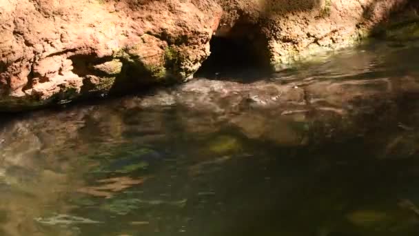 Flusspferde Spielen Fluss Choeropsis Liberiensis — Stockvideo