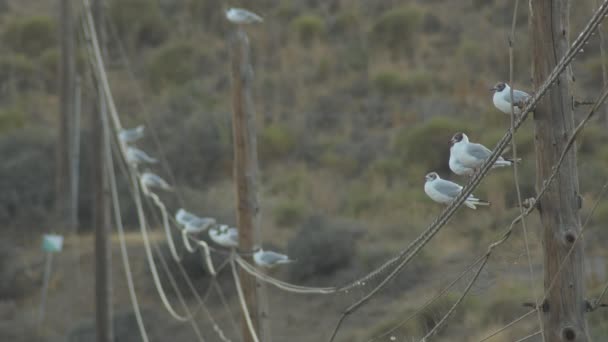 Zeemeeuwen Lichtpaalkabels — Stockvideo