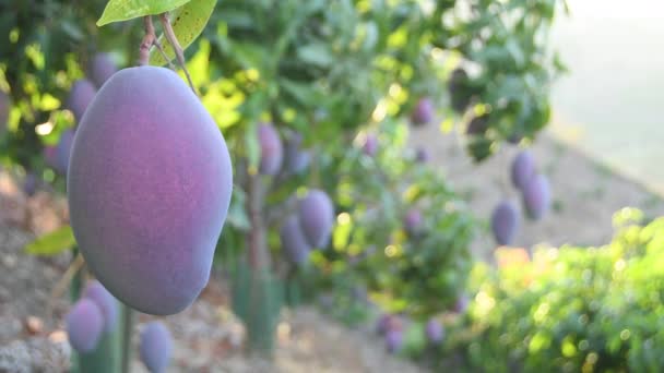 Mango Appeso Ramo Albero Mango Una Piantagione Agricola — Video Stock