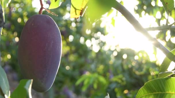 Mango Hängt Bei Sonnenuntergang Einem Zweig Eines Mangobaums — Stockvideo