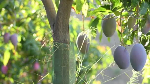 Mangos Hängen Bei Sonnenuntergang Einem Zweig Eines Mangobaums — Stockvideo