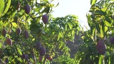 Gün batımında mango ağacının dalında asılı duran mango meyveleri.