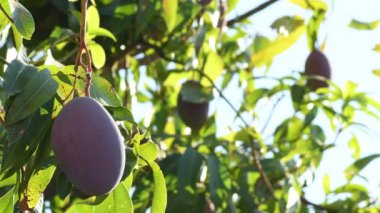 Mango ağacının dalında asılı duran mango.