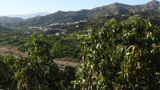 Mangos Mango Con Pueblo Blanco Montañas Atardecer — Vídeo de stock