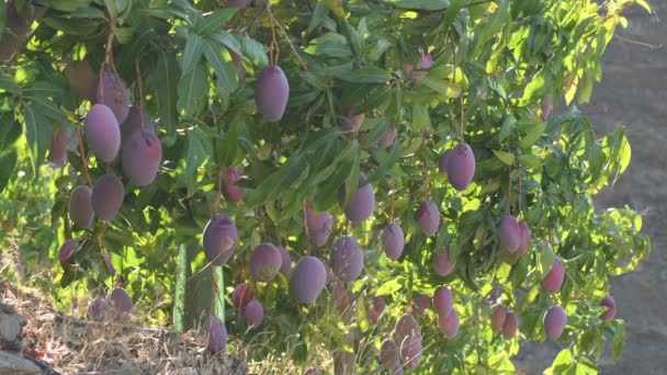 Mangos Hängen Einem Zweig Eines Mangobaums Einer Landwirtschaftlichen Plantage — Stockvideo