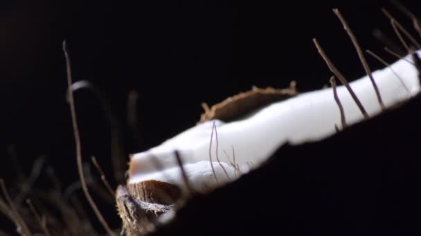 Pulp Van Kokos Een Stuk Half Gebroken Zwarte Achtergrond Met — Stockvideo