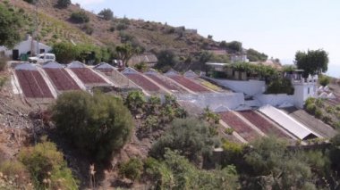 İspanya, Almachar 'da güneşte kuruyan üzümlü paseroların manzarası
