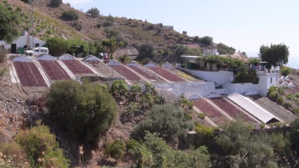 Landscape Paseros Raisins Grapes Drying Sun Almachar Spain — Stock Video