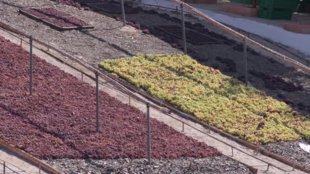 Paseros Com Uvas Secas Sol Convertidas Passas Sul Espanha — Vídeo de Stock