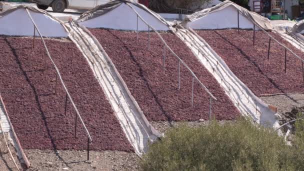 Paseros Full Grapes Drying Sun Converted Raisins South Spain — Stock Video