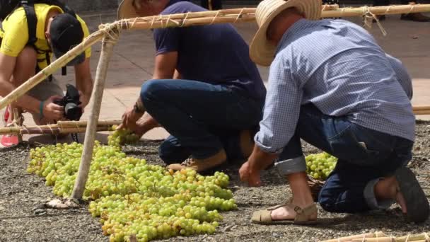 加工のために太陽の下で牧草地にムスカットブドウを広げる農民 — ストック動画
