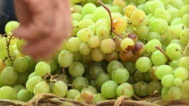 Yeşil üzümleri sepete koyan çiftçinin elleri.
