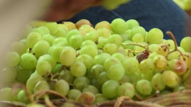 Yeşil üzümleri bir sepete koyup...