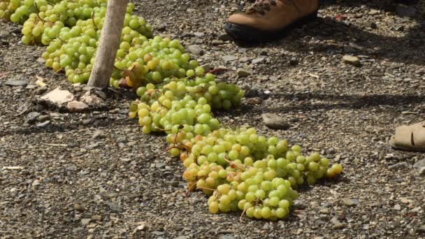 Farmer Locals Spreading Freshly Harvested Muscat Grapes Pasero — Stock Video