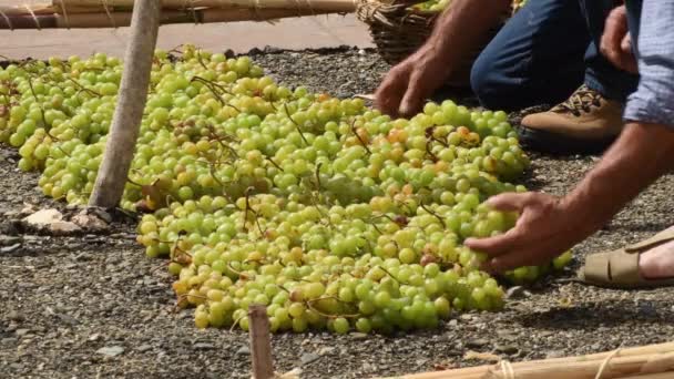 Verspreiden Van Groene Druiven Pasero Bij Zon Voor Drogen Verwerken — Stockvideo