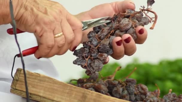 Woman Hands Cutting Raisins Branch — Stock Video