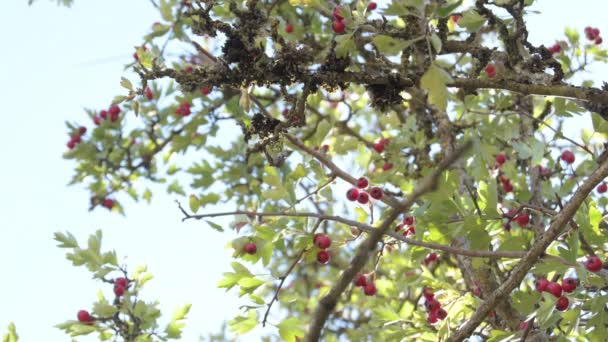 Bayas Rojas Silvestres Una Rama Árbol — Vídeos de Stock