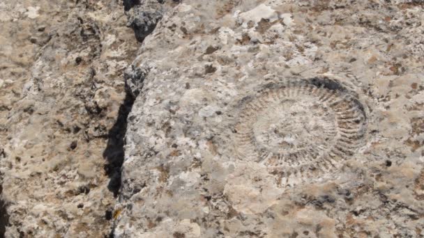 Karst Kayalarındaki Tarih Öncesi Fosil Ammonit Torcal Antequera Spanya — Stok video
