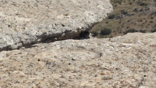 Ślad Prehistorycznego Amonitu Kopalnego Torcal Antequera Hiszpania — Wideo stockowe