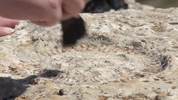 Cleaning Prehistoric Fossil Ammonite Torcal Antequera Spain — Stock Video