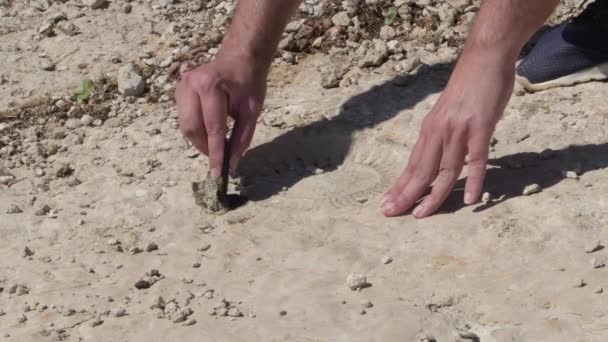 Reinigung Des Fußabdrucks Eines Fossilen Ammoniten Torcal Antequera Spanien — Stockvideo