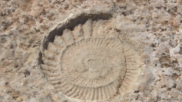 Fotavtryck Förhistorisk Fossil Ammonit Torcal Antequera Spanien — Stockvideo