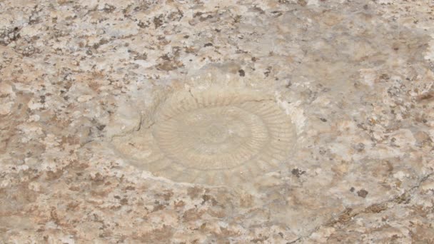 Footprint Prehistoric Fossil Ammonite Rock — Stock Video