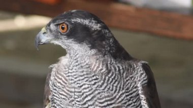 Peregrine Falcon başını çeviriyor ve bir kuş gösterisine bakıyor.