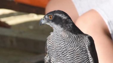 Falcon kafasını çeviriyor ve bir kuş gösterisine bakıyor.