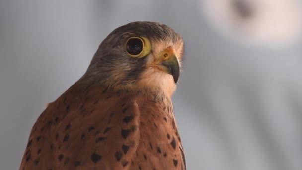 Falke Auf Einer Vogelschau — Stockvideo