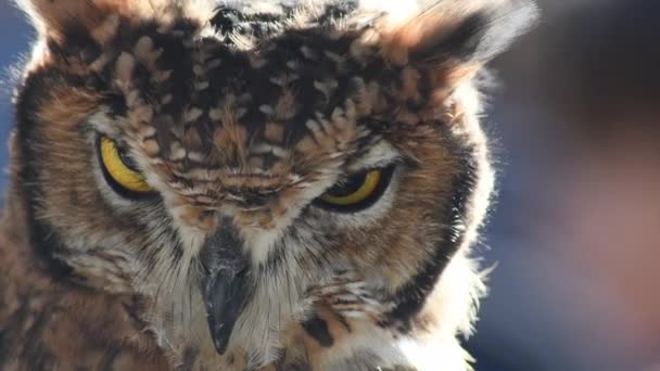 Hibou Tournant Tête Fixant — Video