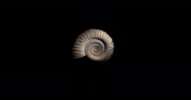 Tarih Öncesi Fosil Ammonit Dönüşümü - Döngü