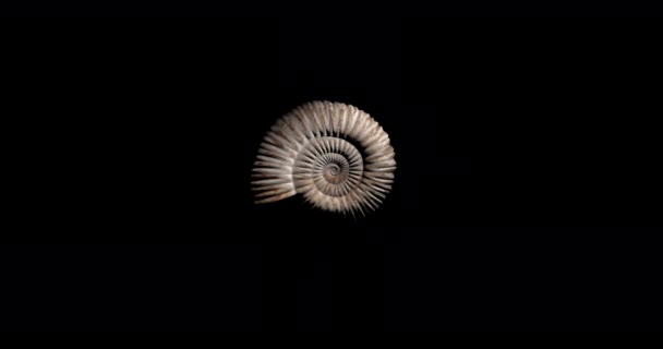 Tarih Öncesi Fosil Ammonit Dönüşümü Döngü — Stok video