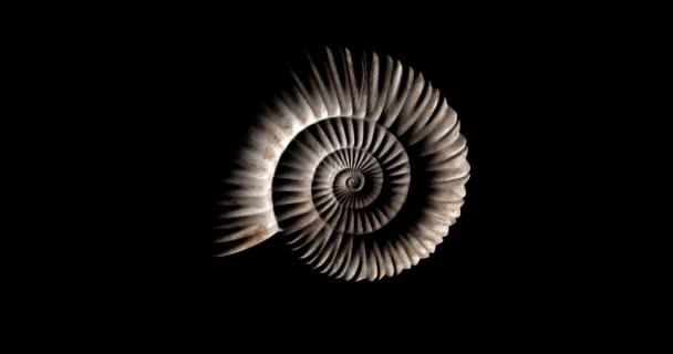 Animation Von Prähistorischen Fossilen Ammoniten Die Sich Drehen Schleife — Stockvideo