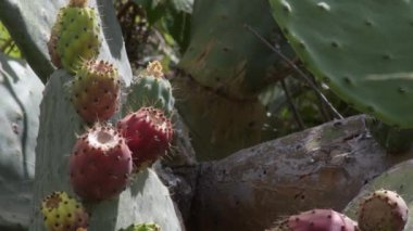 Portakal dikenli armut, Opuntia incir ağacı.