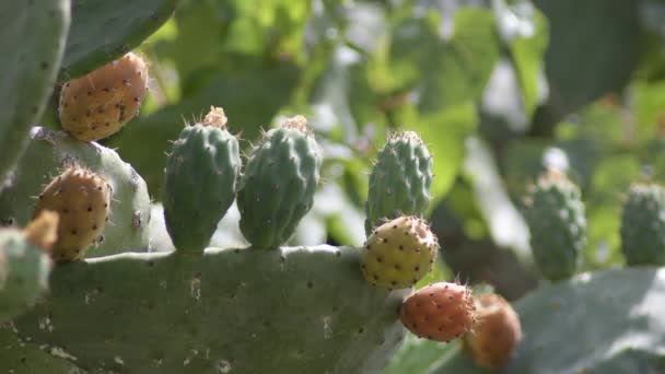 Gröna Och Mogna Taggiga Päron Opuntia Ficus Indica — Stockvideo
