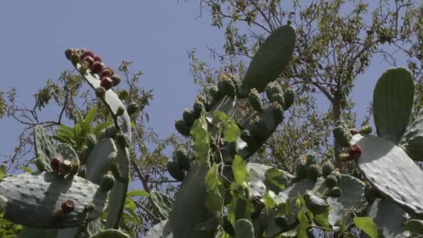 Cactus Con Frutas Peras Espinosas Opuntia Ficus Indica — Vídeo de stock