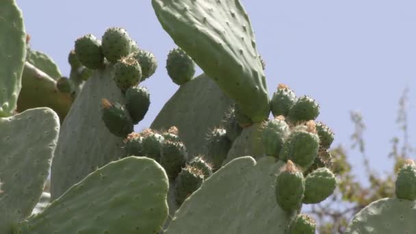 Kaktus Med Gröna Frukter Taggiga Päron Axarquia Spanien — Stockvideo