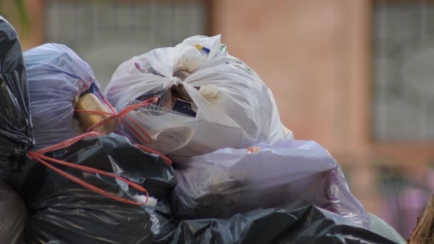 Bolsas Basura Contenedor — Vídeos de Stock