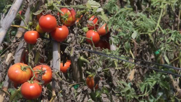 Pomodori Rossi Coltivati Giardino — Video Stock