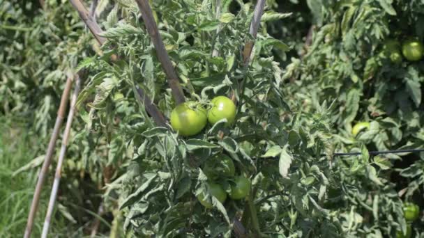 Tomates Verdes Cultivados Huerto Día Soleado — Vídeos de Stock