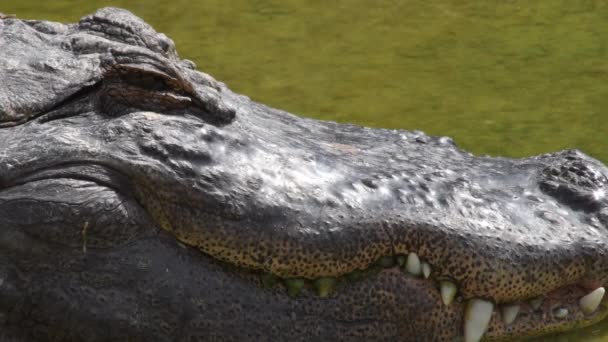 Krokodil Sonnt Sich Einem Fluss — Stockvideo