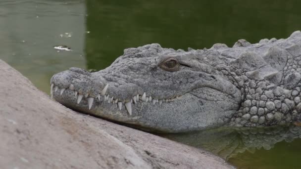 Krokodil Ufer Eines Flusses — Stockvideo