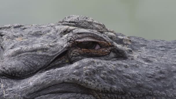 Крокодил Дивиться Природний Парк — стокове відео
