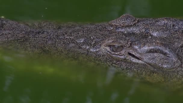 Krokodilkopf Schwimmt Fluss Naturpark — Stockvideo