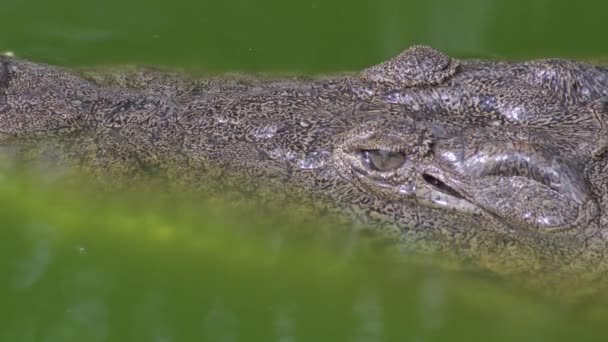 Krokodyl Pływający Rzece — Wideo stockowe