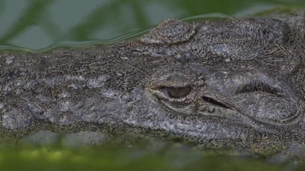 Cabeza Cocodrilo Flotando Río Detalle — Vídeos de Stock