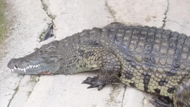 Krokodil Beim Spazierengehen Flussufer Einem Zoo Naturpark — Stockvideo